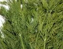 Dill_100x100 Dill