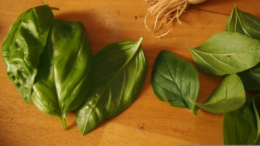 Frische Kräuter schneiden