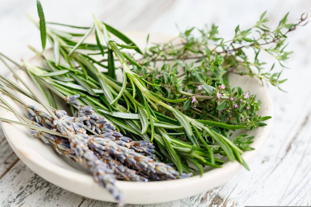 Kräuter der Provence selber machen