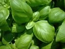 basilikum_pixabay_basil-637343_133x100 Basilikum