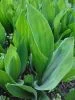 baerlauch_pixabay_bears-garlic-1005593_75x100 Bärlauch