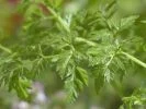 kerbel_pixabay_chervil-115377_133x100 Kerbel