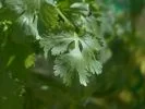 koriander_pixabay_real-coriander-115373_133_100 Koriander