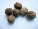muskatnus_pixabay_nutmeg-233964_133x100 Muskatnuss