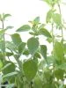 pixabay_oregano-123264_75x100 Gewürze und Kräuter