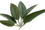 Salbei
