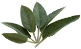 salbei_pixabay_sage-74326_166x100 Salbei