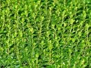 thymian_pixabay_thyme-1235573_133x100 Thymian