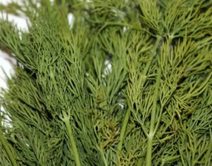 Dill
